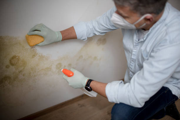Best Fast Mold Removal  in Lazy Mountain, AK