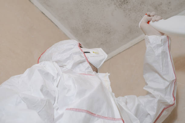 Best Same-Day Mold Removal  in Lazy Mountain, AK