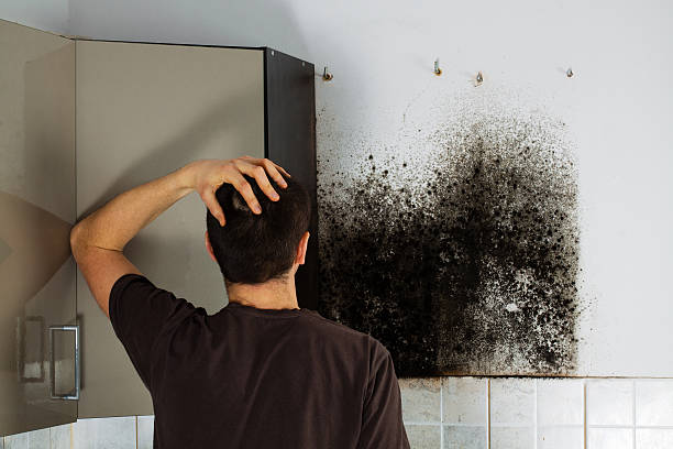 Mold Removal and Inspection in Lazy Mountain, AK